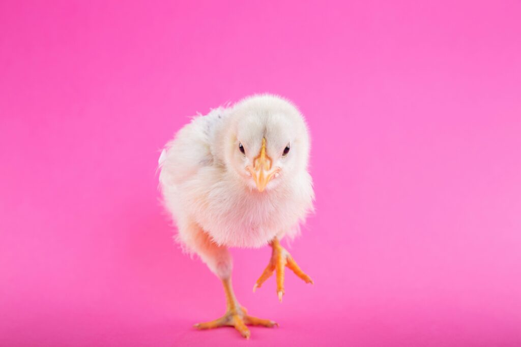 Rosa bild med en kyckling